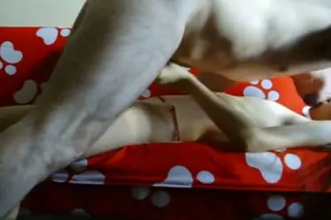 Bokep Indo ABG Bispak Jakarta Terekam ML Hotel Skandal Viral HD 2025